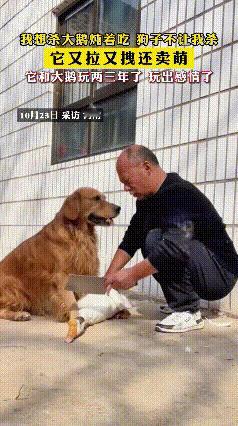 河南一男子准备将家里大鹅杀了炖着吃，结果他刚把大鹅按住，狗子就扑了过来，坚决不让