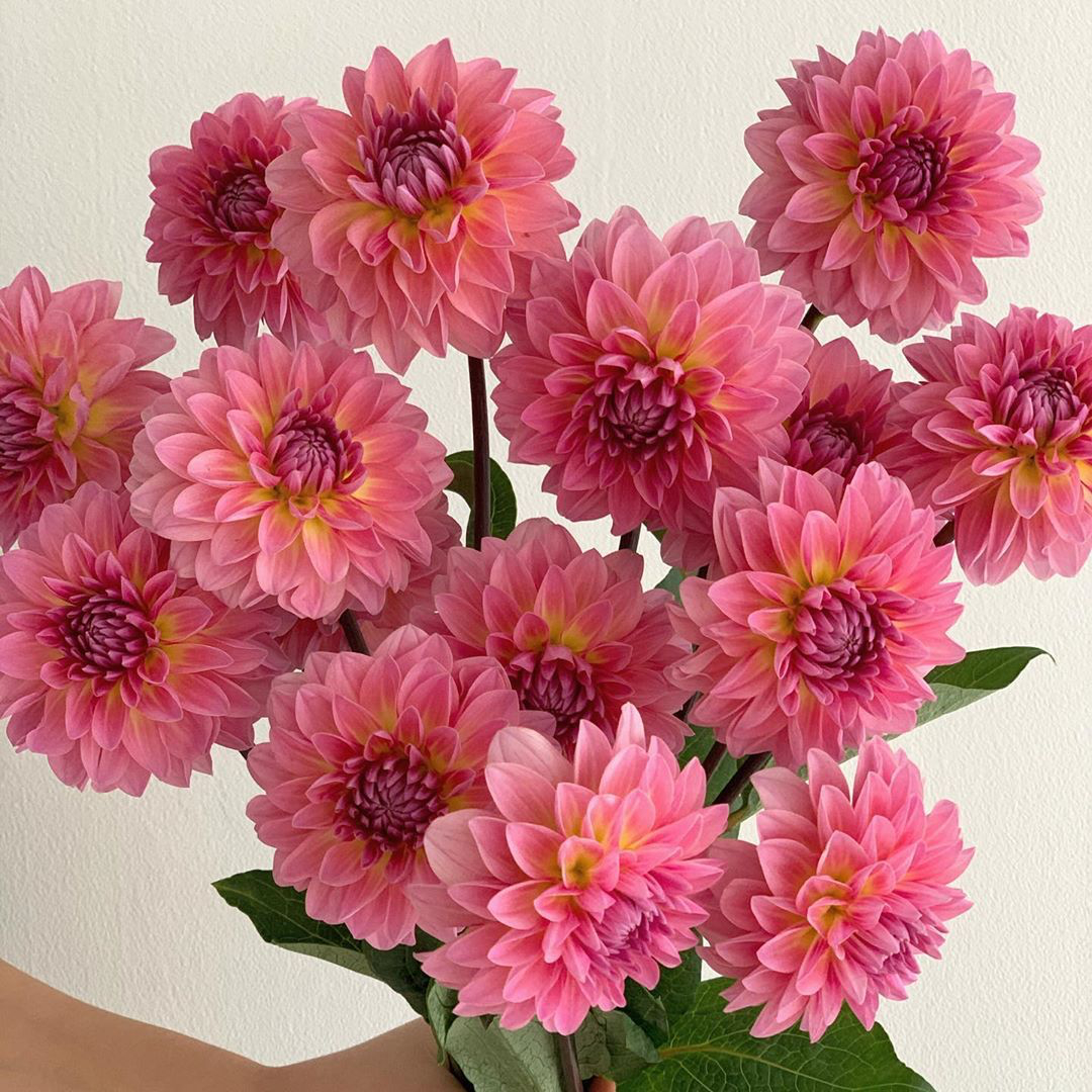 没有人不爱花花🌸 