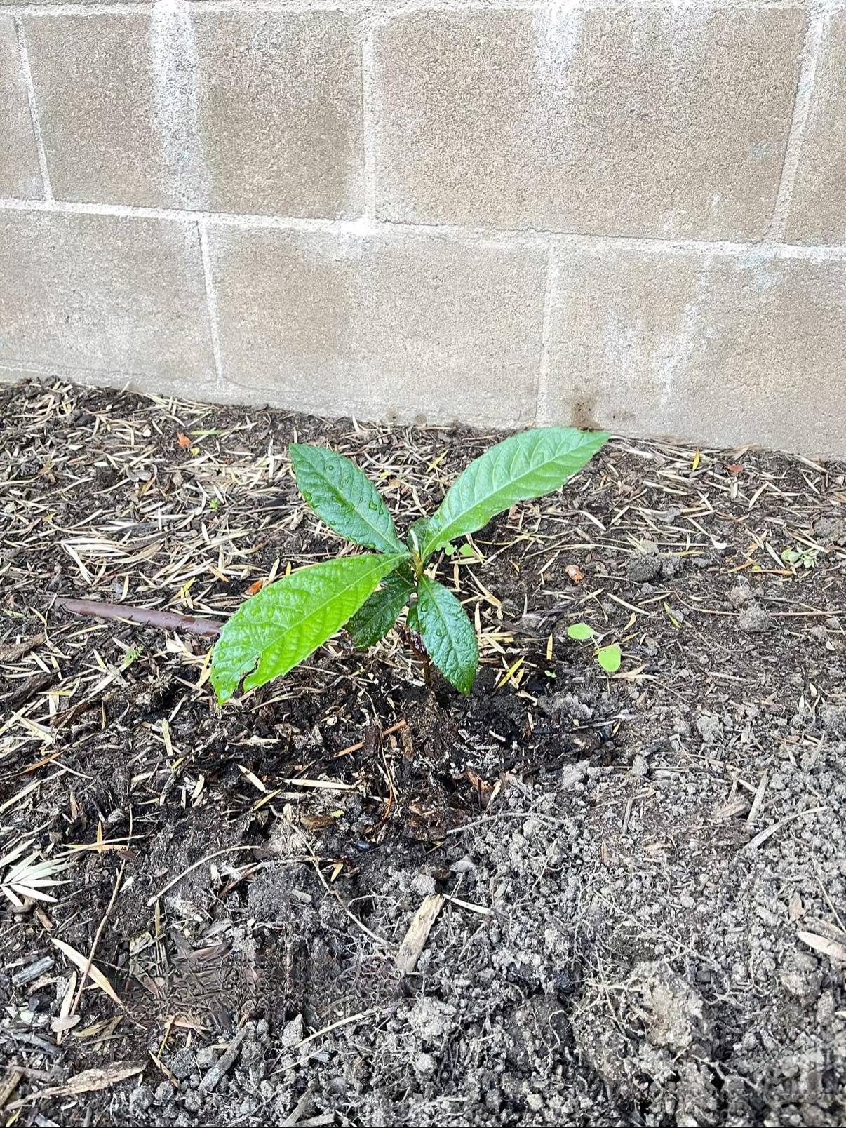 跟闺蜜和堂妹去乡下玩儿，在墙角发现了这棵嫩苗，闺蜜跟发现了新大 陆似的，非说这是