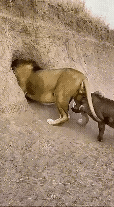 就算你是狮王，力大无穷，但只要你落进陷阱和圈套，终会寡不敌众，被敌手围攻而亡
可