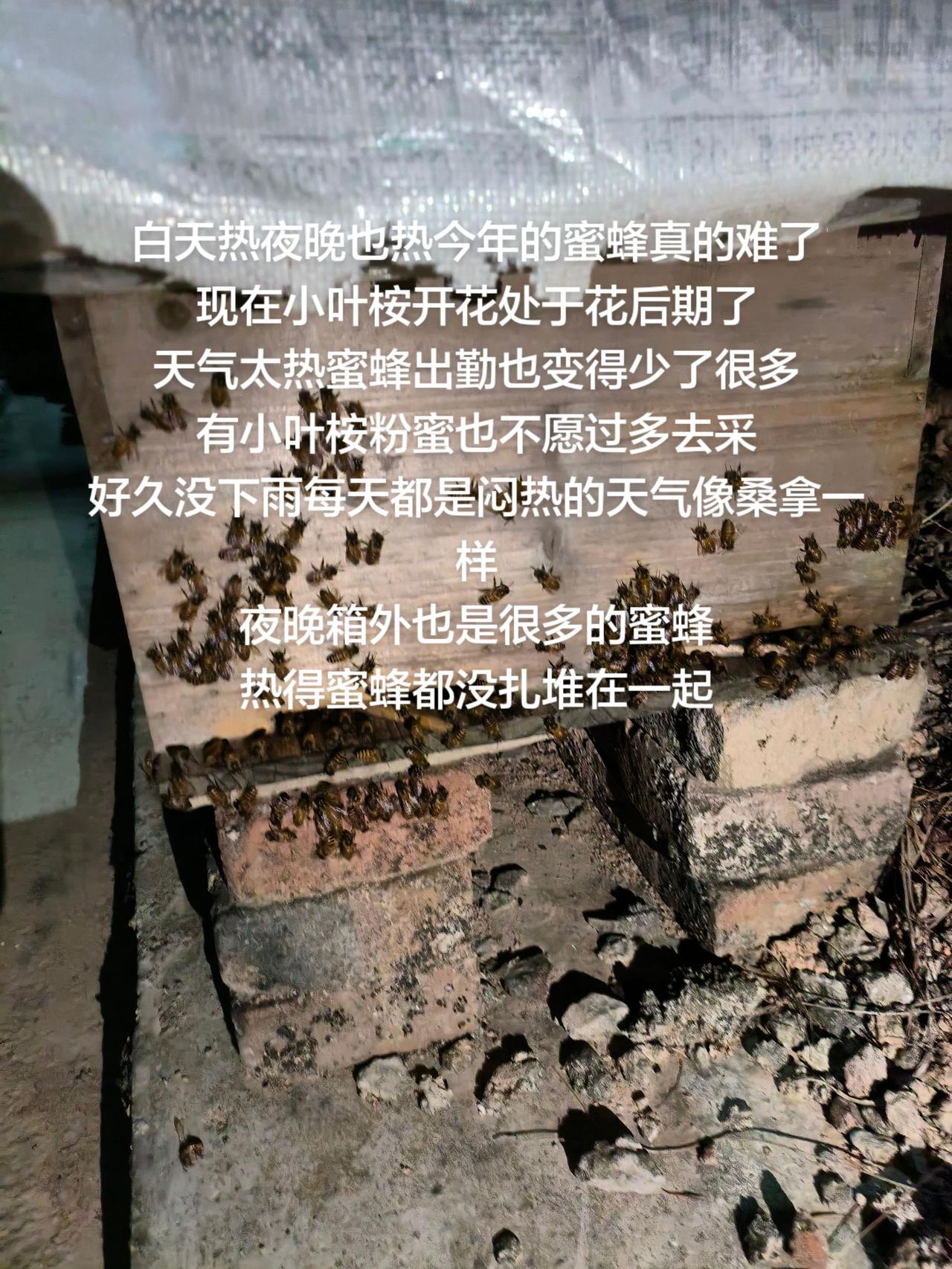 白天热夜晚也热今年的蜜蜂真的难了
现在小叶桉开花处于花后期了
天气太热蜜蜂出勤也