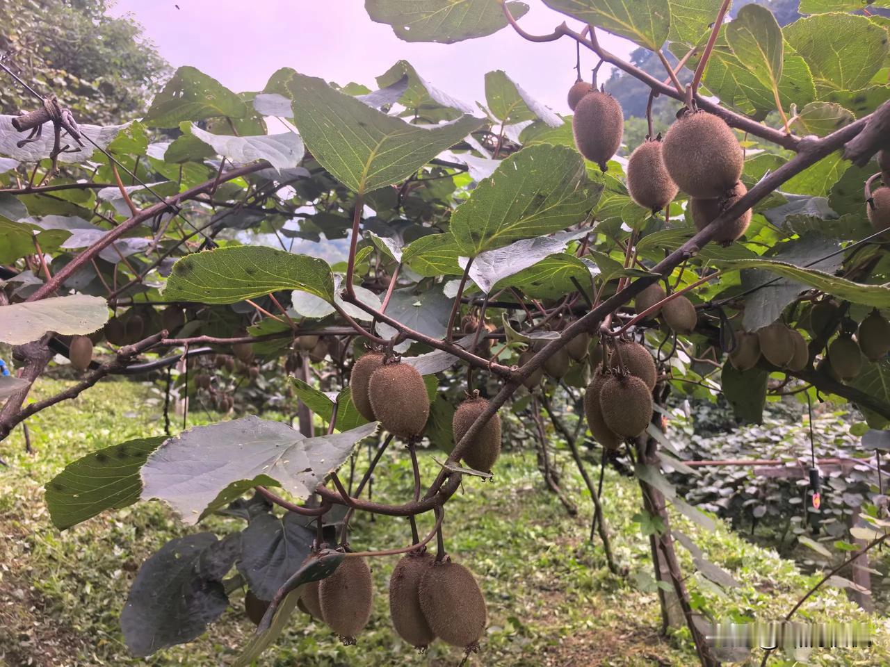 周至猕猴桃

刚踏进园子，我还没来得及喘口气，目光就被那架上沉甸甸的猕猴桃给勾走