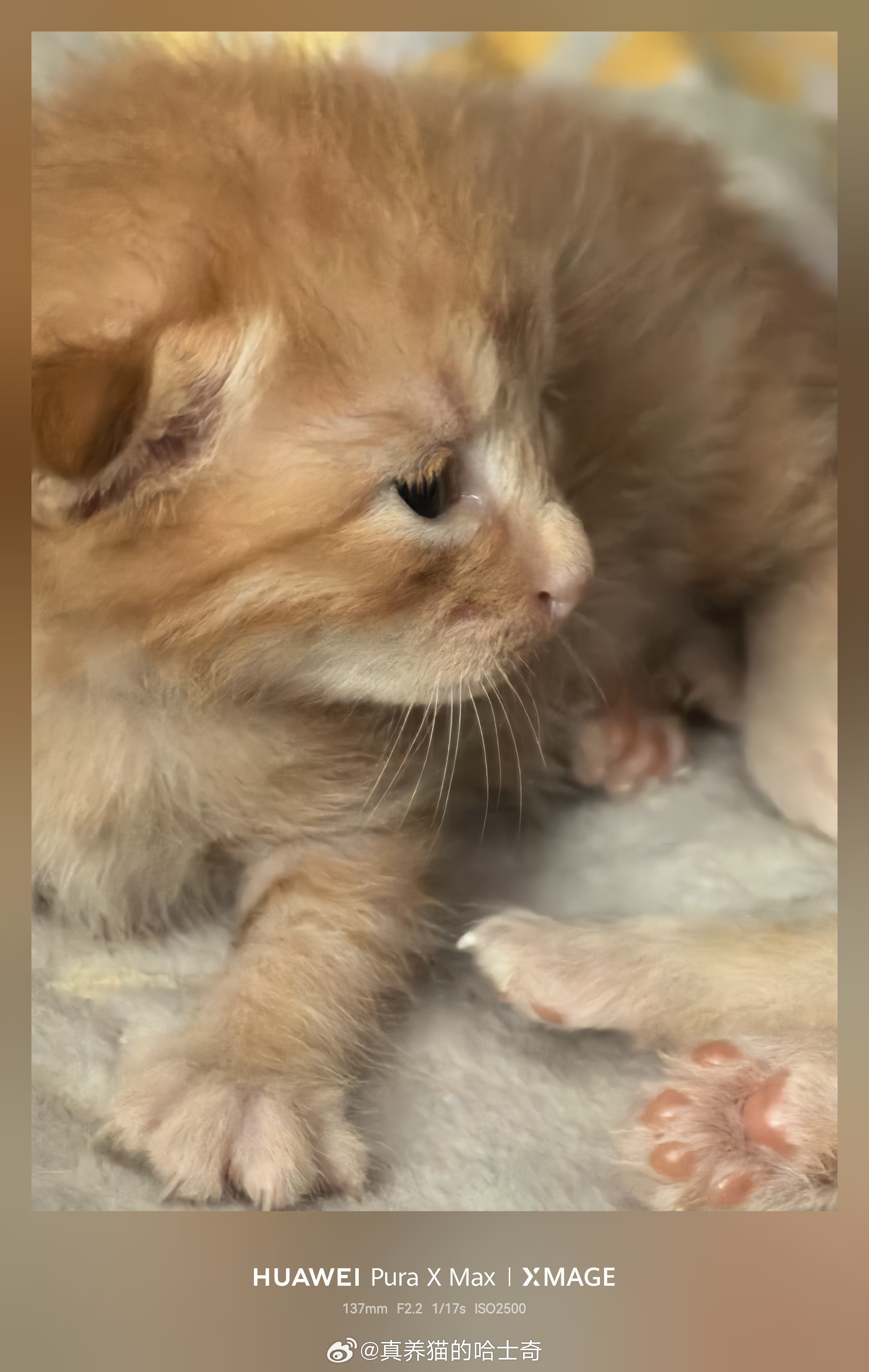 小奶猫睁眼了 