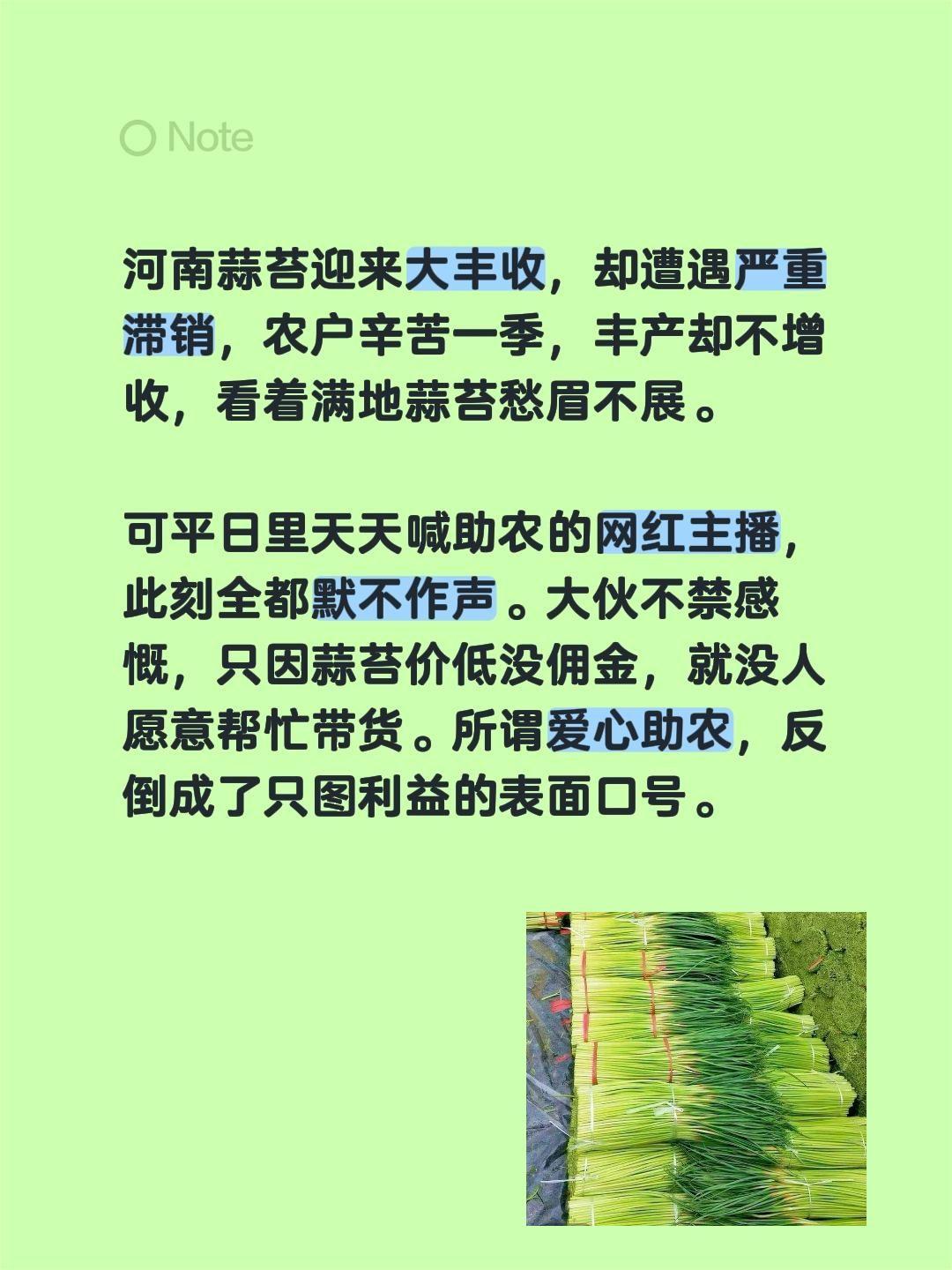 河南蒜苔迎来大丰收，却遭遇严重滞销，农户辛苦一季，丰产却不增收，看着满地蒜苔愁眉