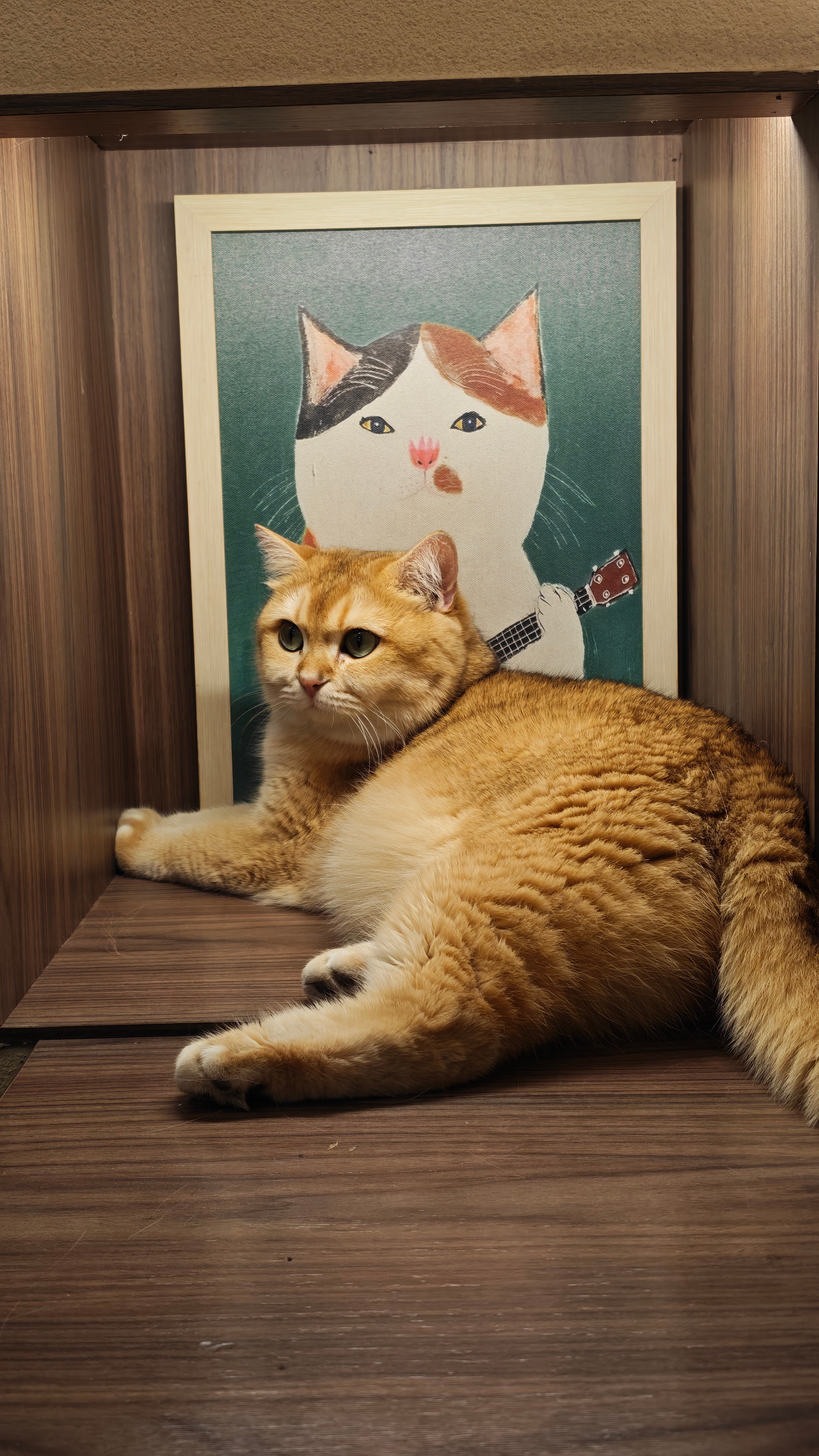 什么都没做，就魅惑了大家的猫猫 