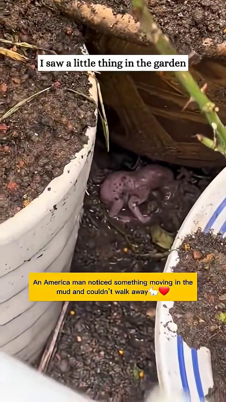 ·I saw a little thing in the garden.
·An