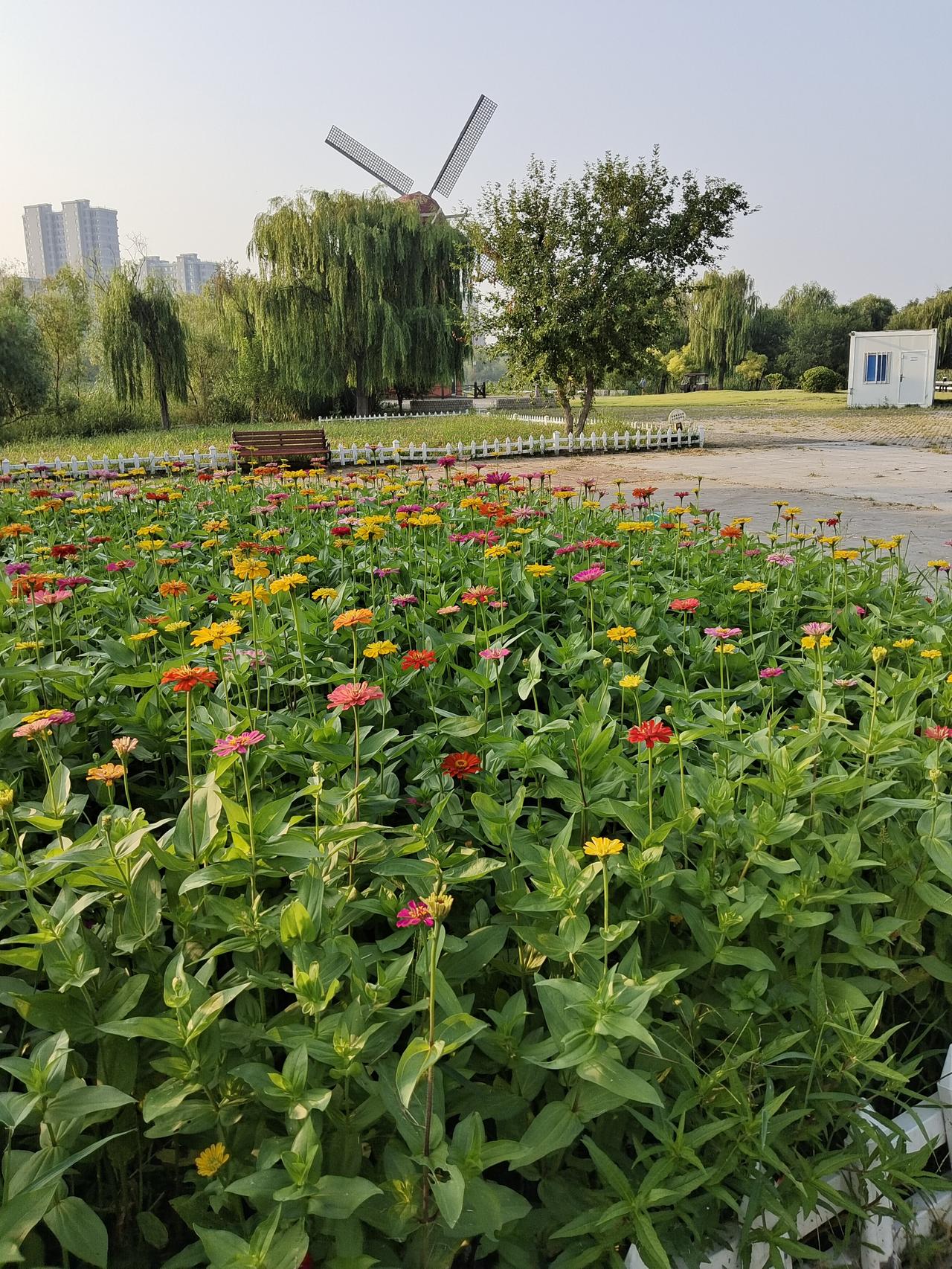 今天可是遇到一件新鲜事，收旧衣服的人嫌旧衣服太旧了，不收。说是只收近一两年的。