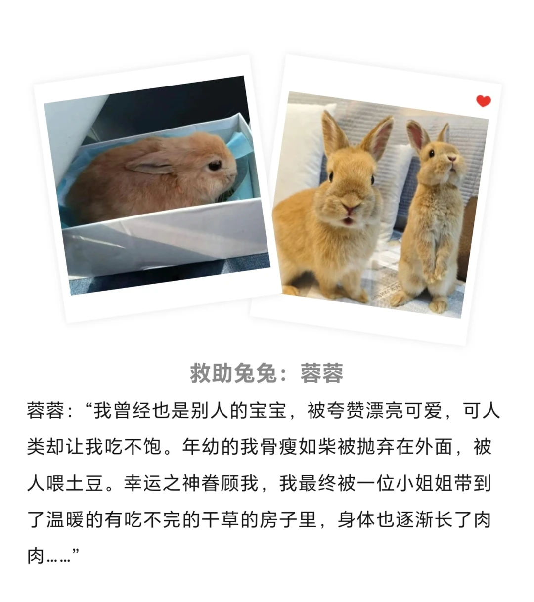 谢谢你们，给流浪的ta一次改变命运的机会
