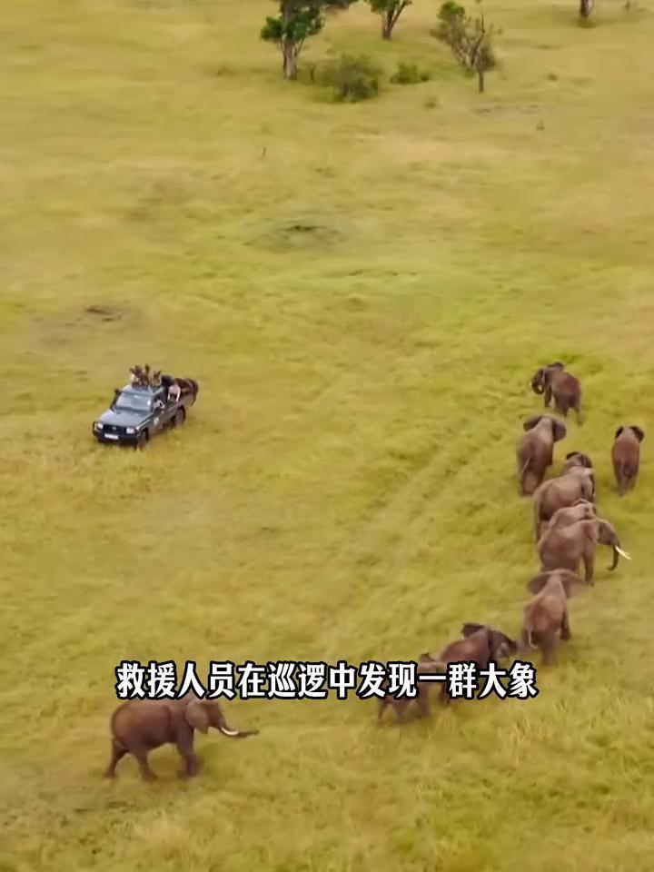 快看，这是最触目惊心的一幕。一头大象的腿被铁丝缠住，并且已经深深勒进了肉里，伤口