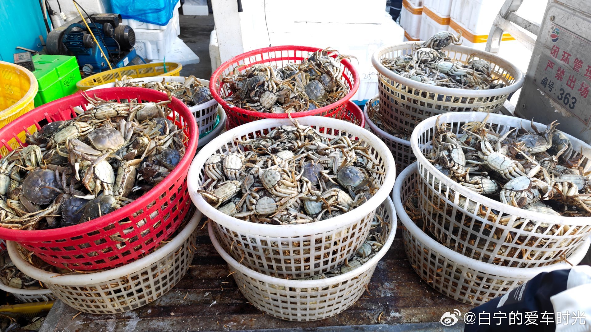 这是我之前买螃蟹在螃蟹商那里见到的死蟹，数目还是挺惊人的。可见任何生意里都有很多