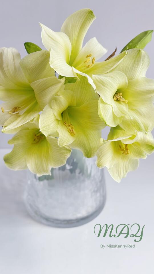 朱顶红.柠檬冰糕｜夏日小清新