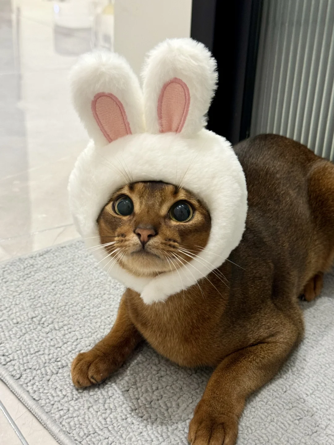 重生之阿比玉兔子🐇