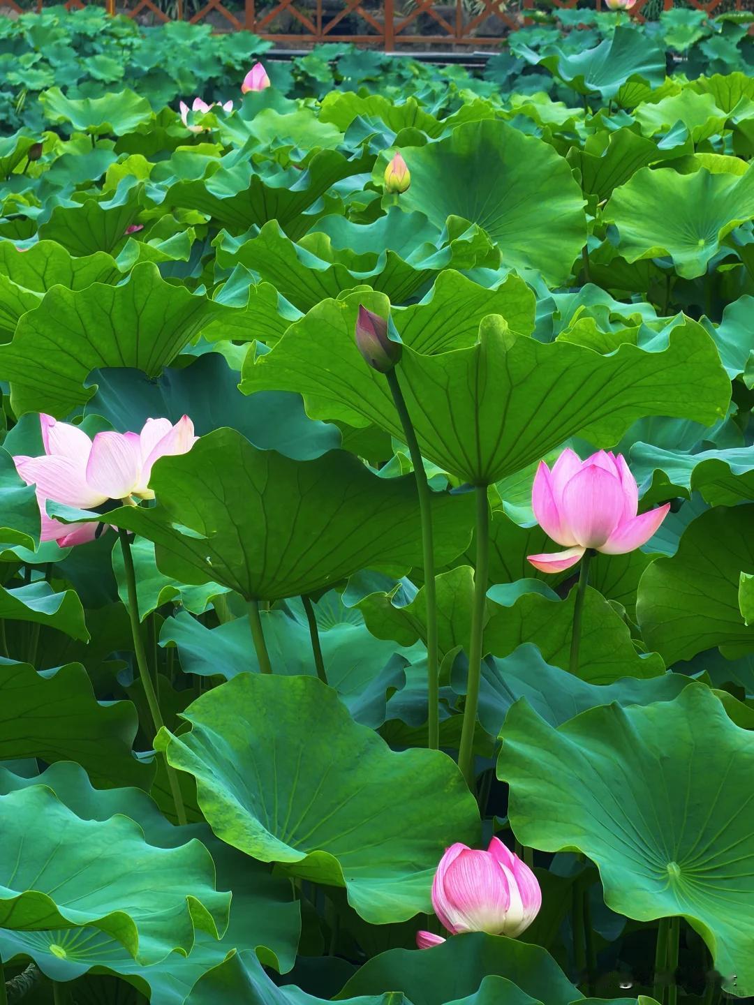 《采桑子》
生灵遍布尘寰里，草木含情。
池上芙蕖，淡立清波自安宁。
淤泥难扰初心