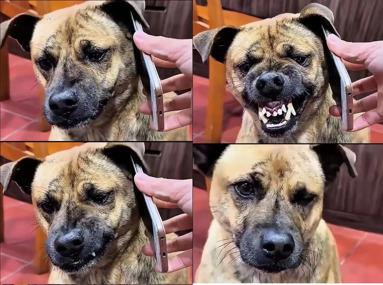 笑不活了，狗都受不了。
 最近那只被迫听主人媳妇“夺命连环call”的狗子，完美