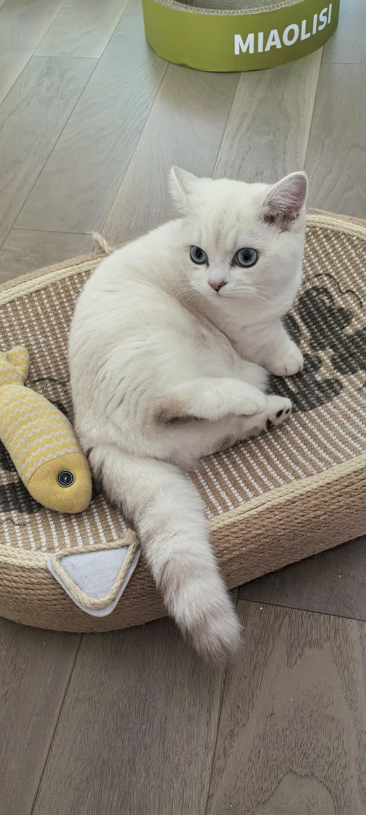 我家的猫咪叫雪糕这是个名字，听起来就让人忍不住心生喜爱。它不仅仅是一只普通的猫，