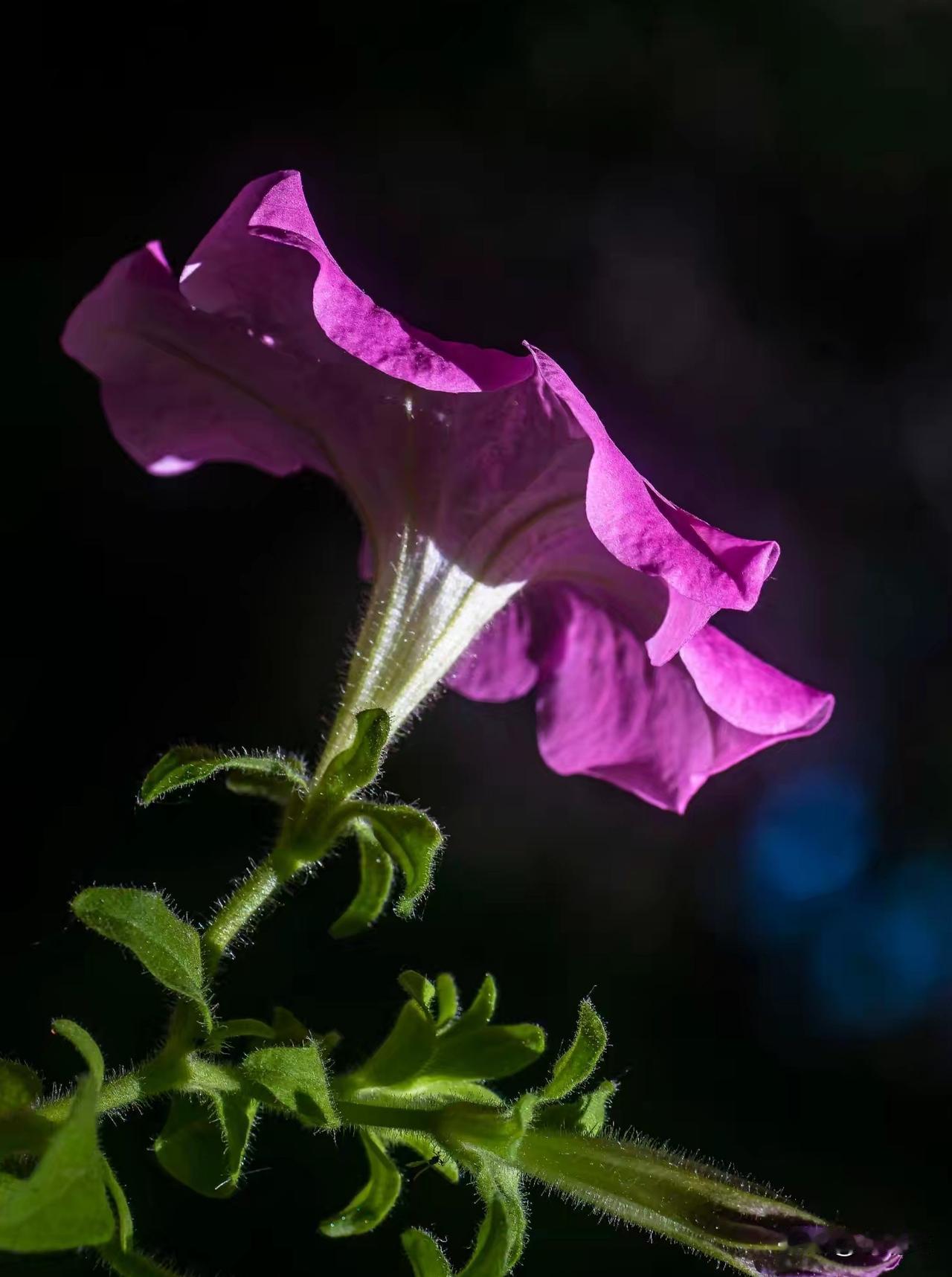 一朵花