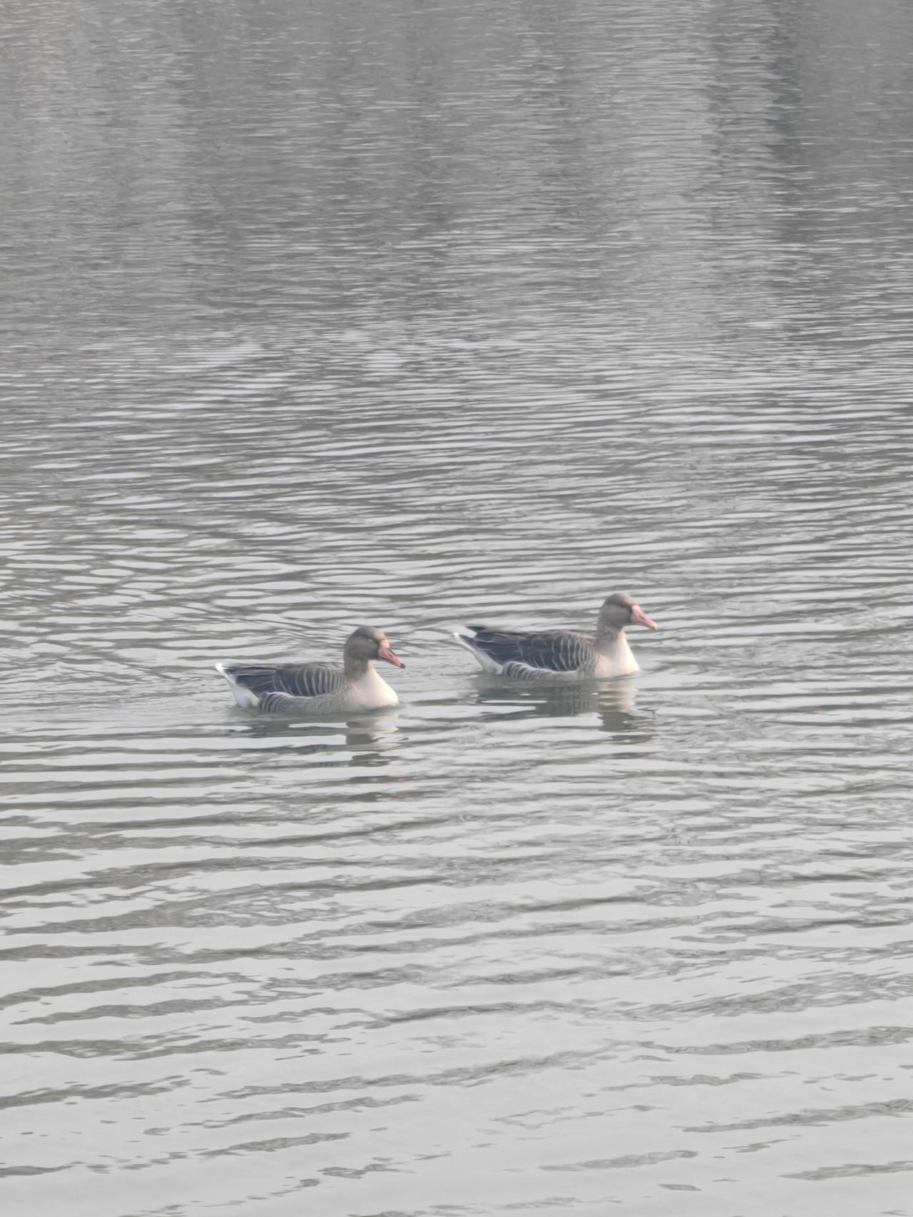 理念是上级做的，但理念要落地，落到基层。文化本来是长在地上的，不存在“落地”的问