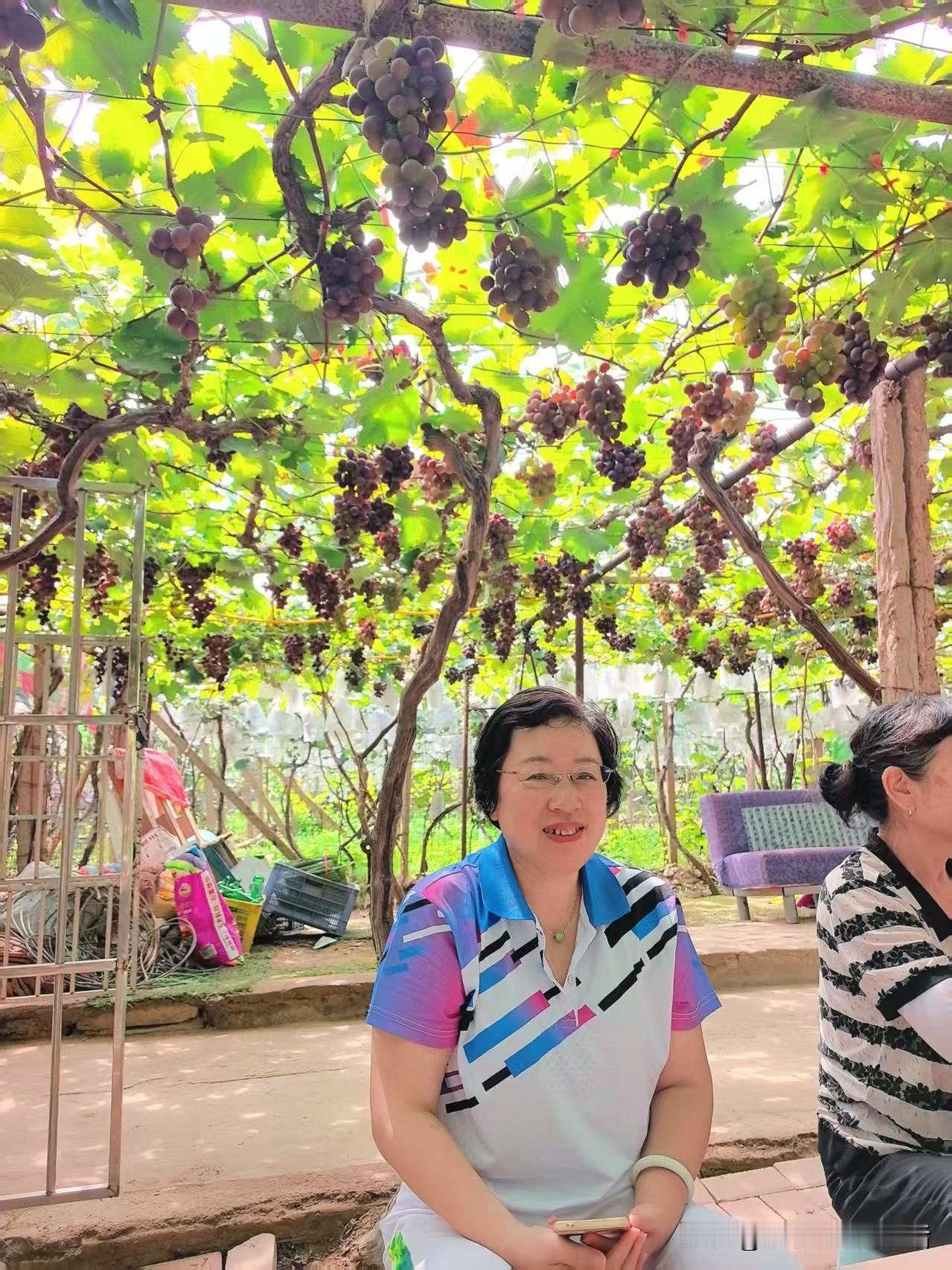 前天去青岛城阳宫家村摘葡萄，玩得那叫一个尽兴！葡萄又甜又水灵，边摘边吃，大伙个个