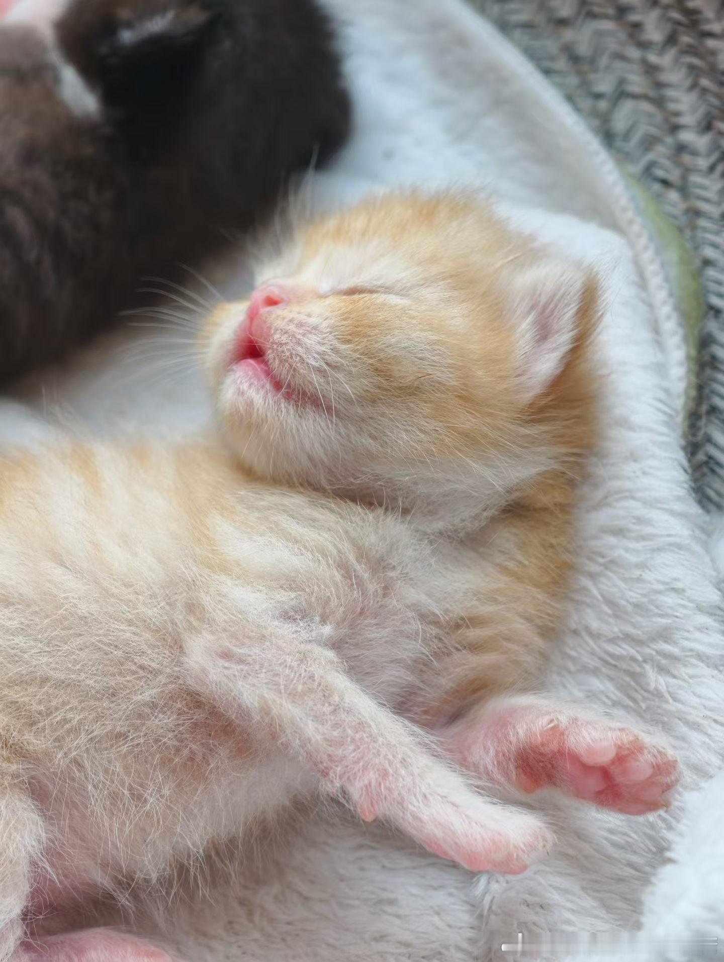宠物医院里挤满伯纳瘫小猫看到小猫想起来了自家小猫！现在安全的猫粮有推荐不？？可爱