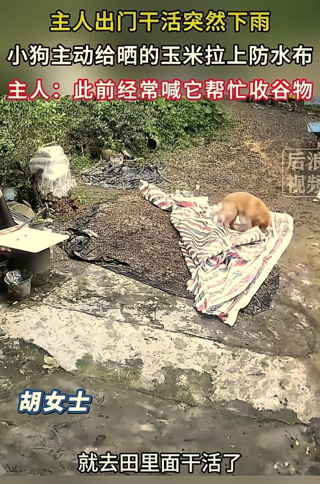 7月8日，广东河源。一女子将玉米摊满院子晾晒后下地忙农活，谁知半途天公突降暴雨。