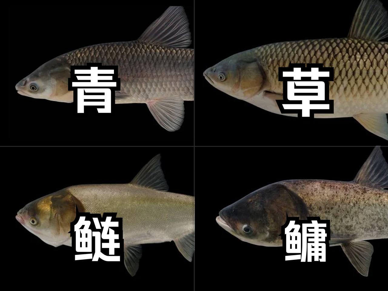 四大家鱼
       在中国常见淡水鱼中，青、草、鳙、鲢并称“四大家鱼”。
草