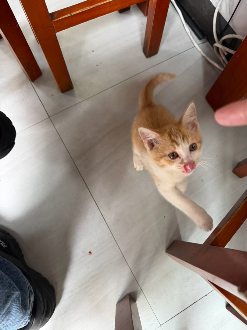 中午在外面吃面，这只小猫一直在我脚边转，是不是想我给它喂吃的？ 