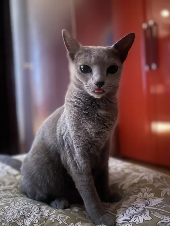 当初选择俄蓝就是不相信猫真会不收👅
