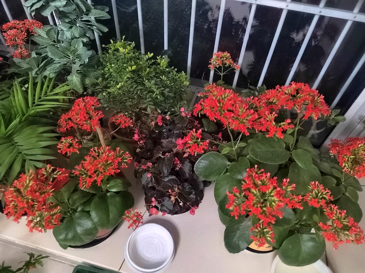 虽然是冬天，但是家里依然是花团锦簇，石榴花开的也是非常好看，太有春意了。

不知