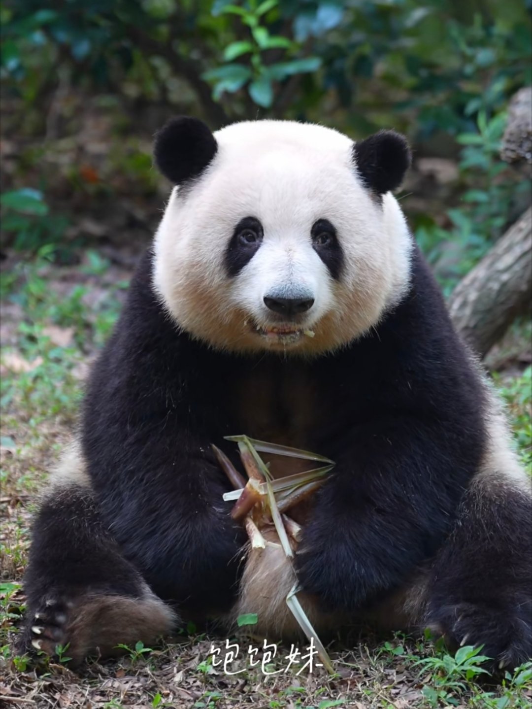 好呆萌😆 ​​​