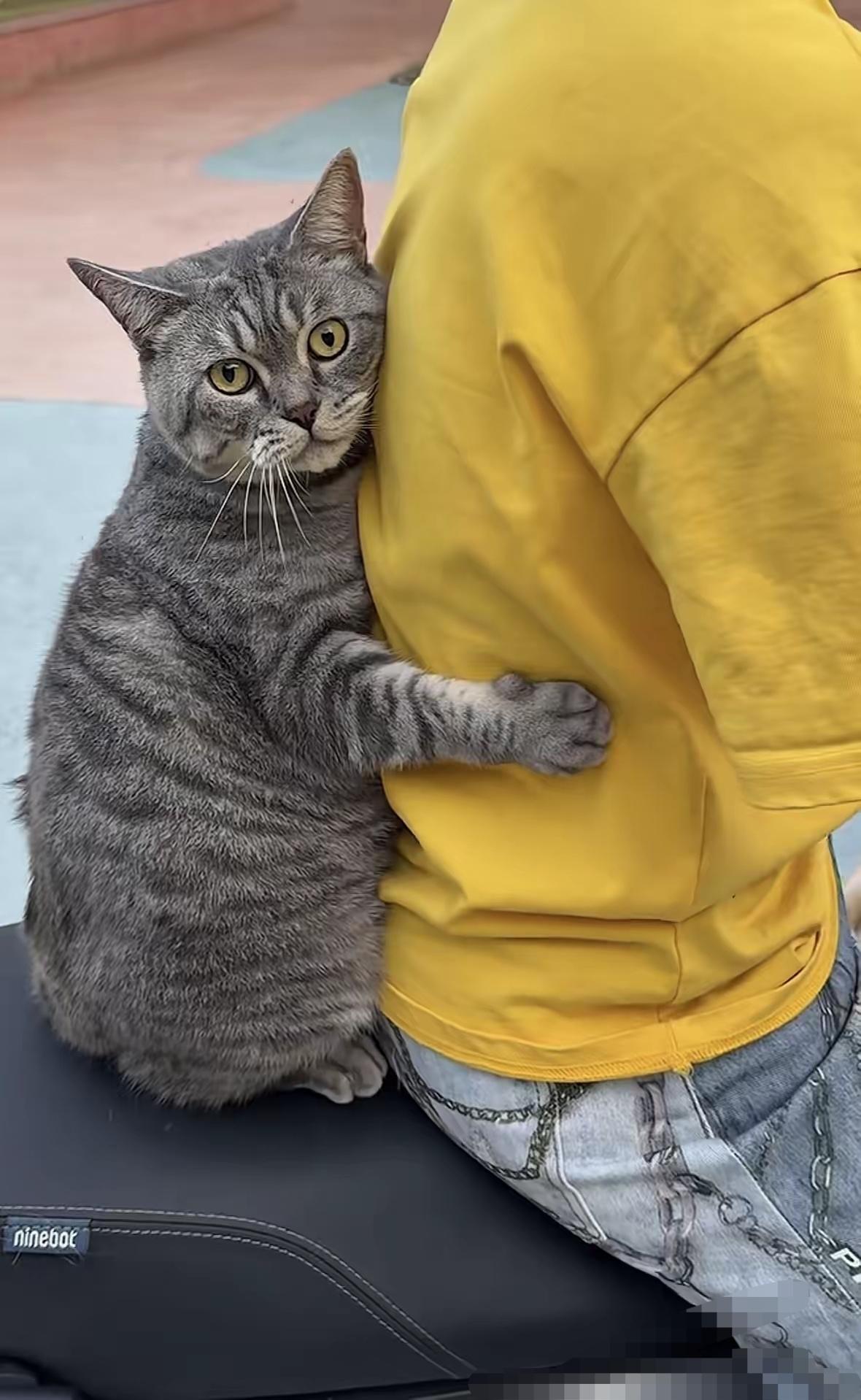 这样的猫咪成精了