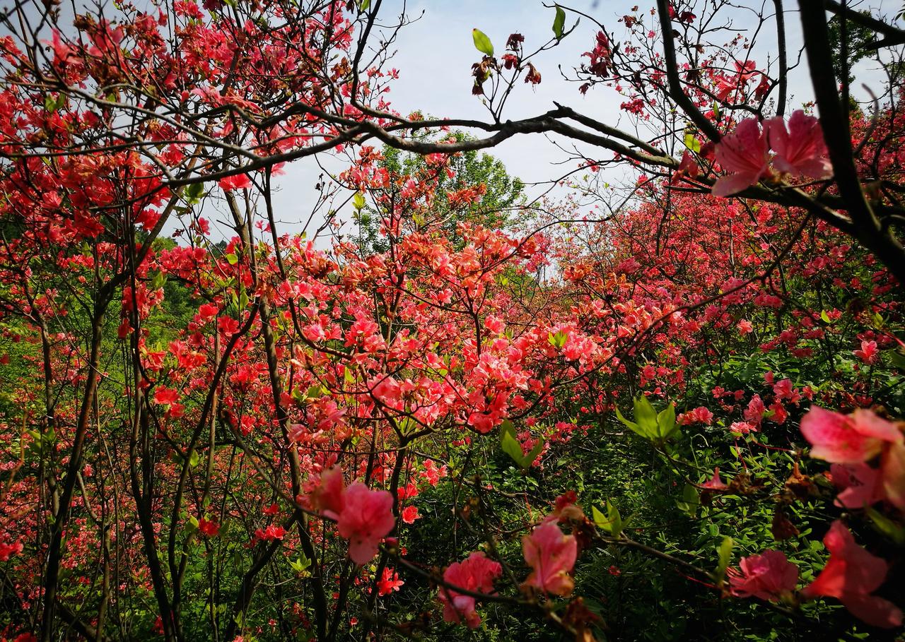 七律·杜鹃花开
杜鹃含笑醉东风，
花满山坡雨后红。
烈焰千枝凝晓色，
丹霞万叠贯
