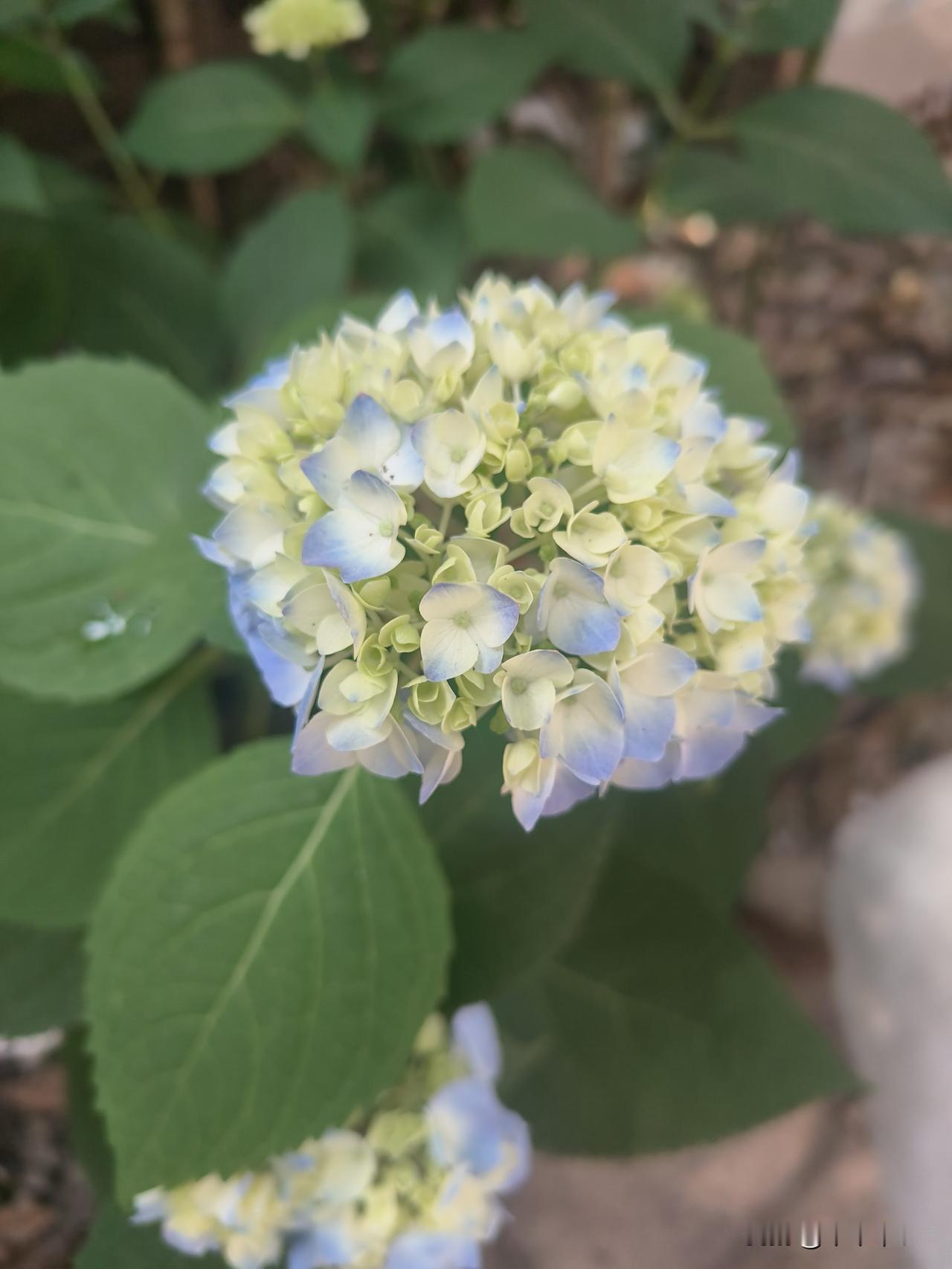 院子里的绣球花开了。[玫瑰][玫瑰][玫瑰]