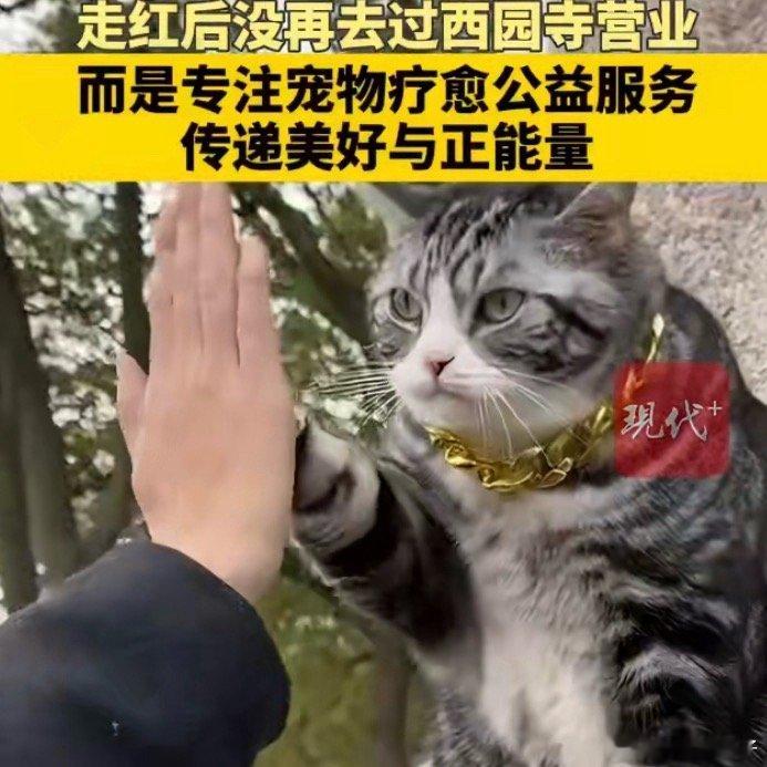 击掌猫没再去西园寺去做公益了需要跟它击个掌治愈治愈自己 