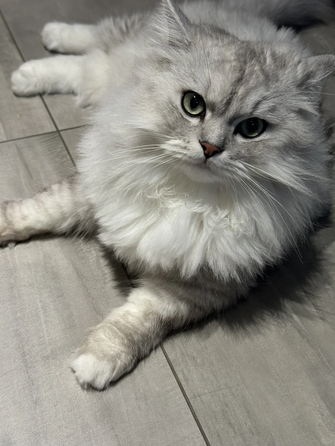 杭州翡翠城有人丢猫吗？