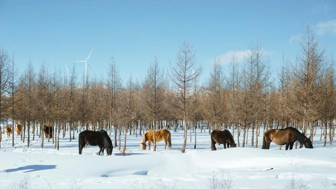 一夜北风紧，万里山河换玉装，凛冽寒风塑造了冰晶的棱角，也淬炼了生命的坚韧。

孩