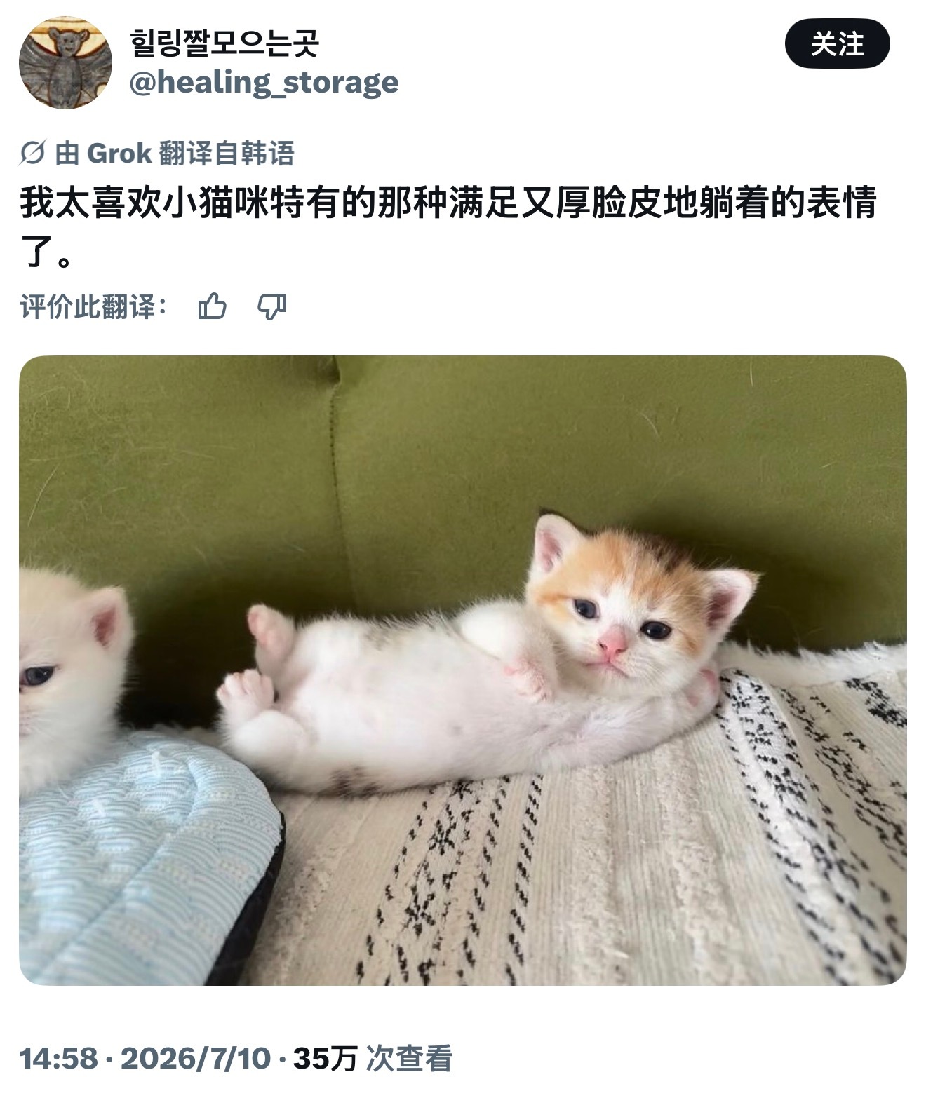 笨蛋小猫捏๑⃙⃘´༥`๑⃙⃘meme