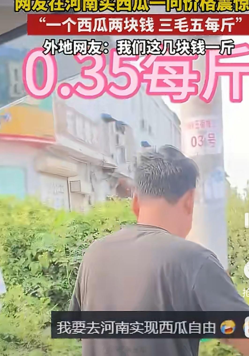 河南西瓜1400斤100元实现西瓜自由