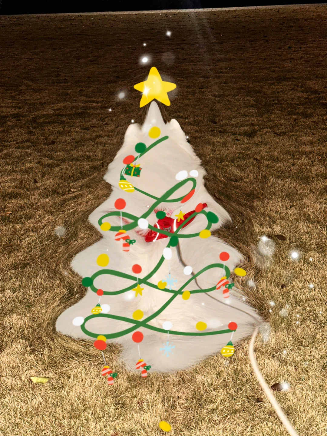 萨摩耶爆改圣诞树🎄