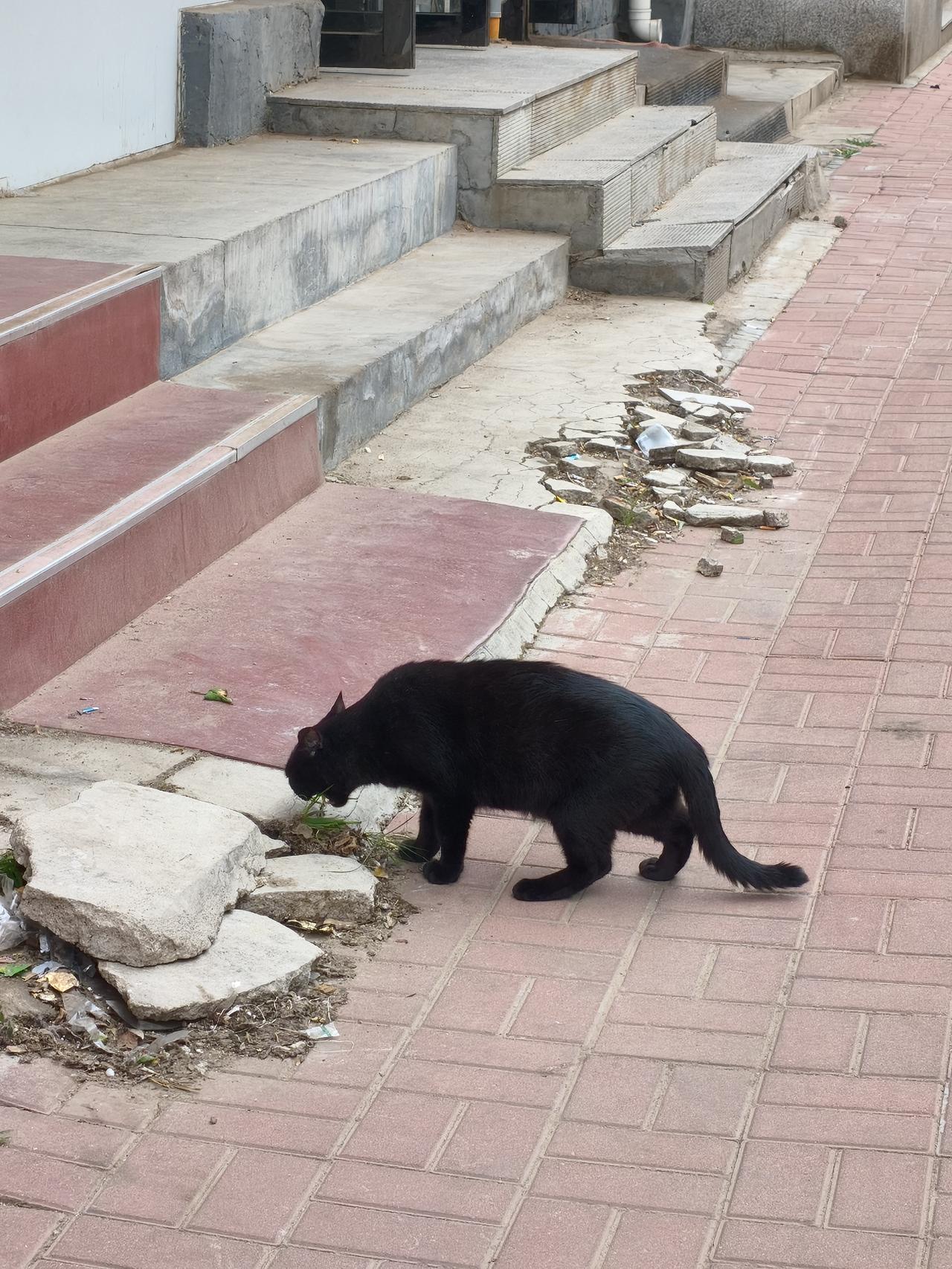 我只知道我哥家的狗吃草，没想到这只流浪猫也吃草。