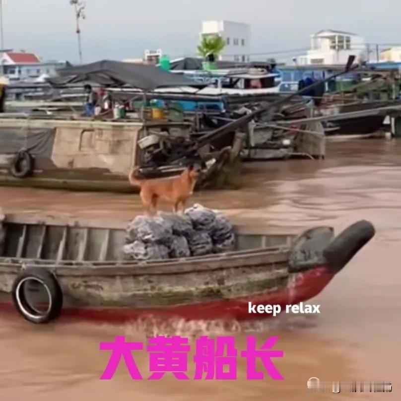 这才是真正的稳如老狗……

几名游客在海边乘船游玩时，看见一艘小型货船从旁边快速