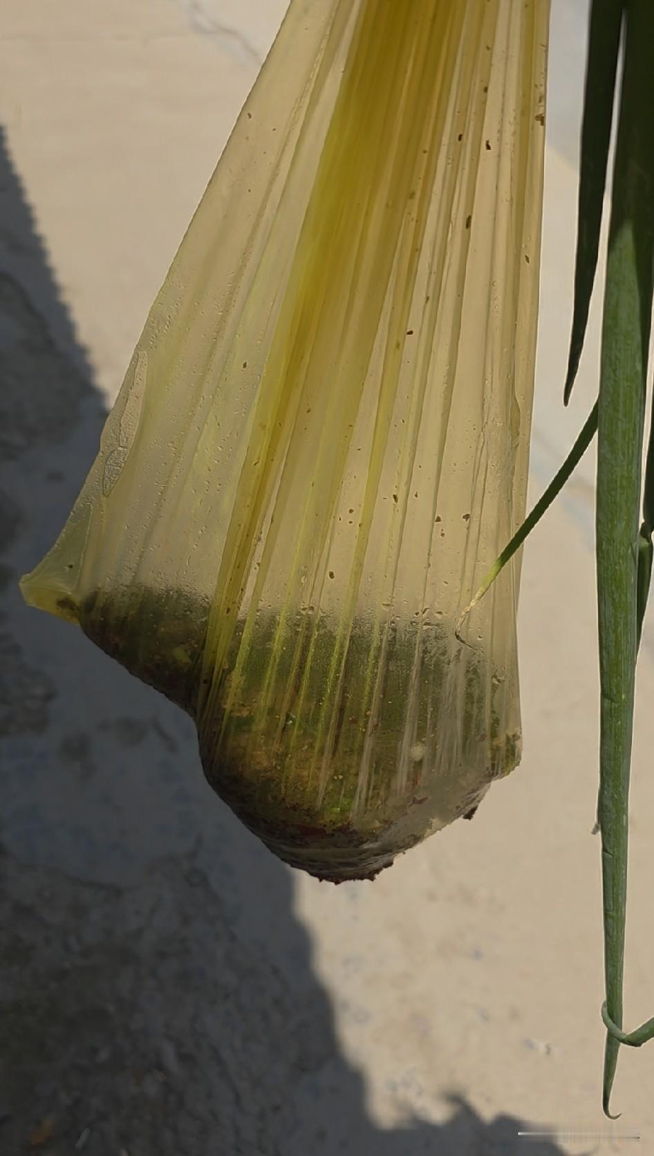 81岁婶子特意给我炒花生面辣椒，半路全洒了，满心愧疚，辜负了她的心意……

很惋