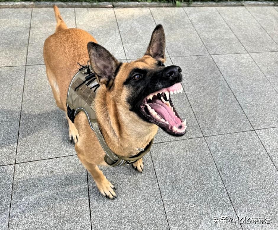 李圣律师力辩正当防卫！
山西长治“狗咬人引发的血案”今天上午开庭，现场视频曝光！