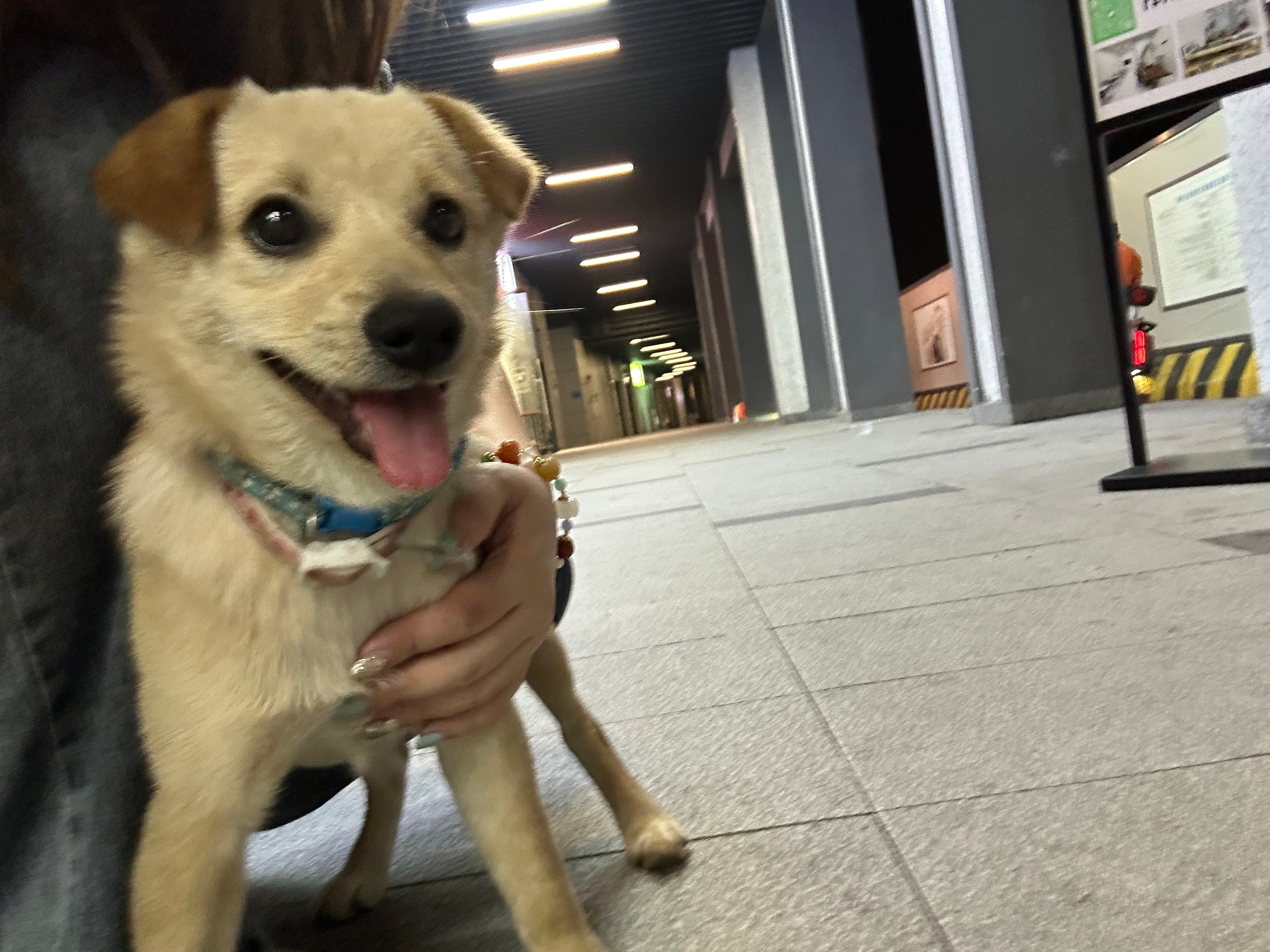 好可爱好可爱好可爱好喜欢小土狗[抓狂][抓狂][抓狂][抓狂] ​​​