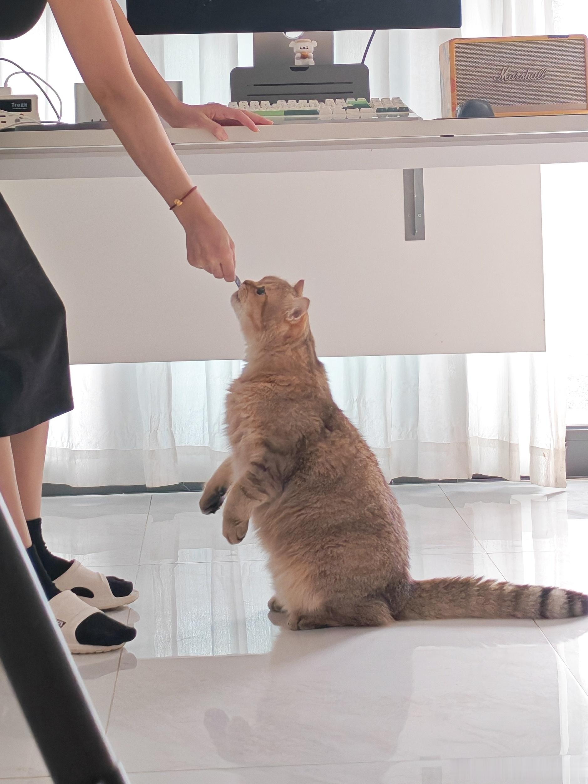 一回家 小狗大肥猪就跟我玩球[比耶] ​​​