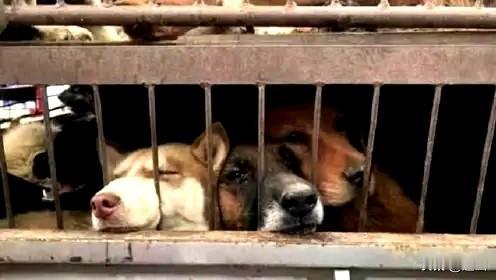 狗狗好象在哭，村里狗狗听到了买狗声。买狗，卖狗，买大狗，卖小狗。买狗车进村，村里