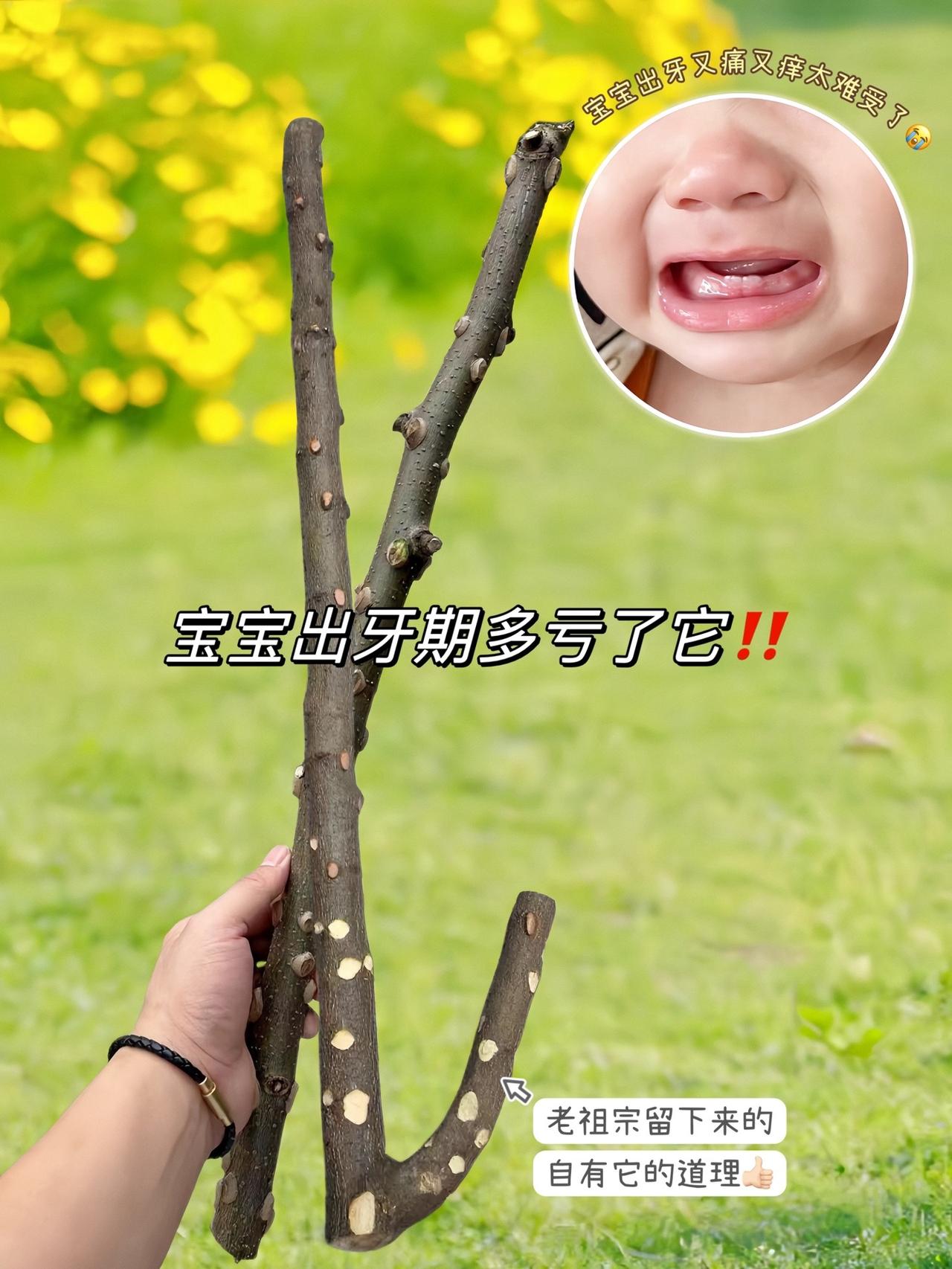 宝宝出牙期多亏有它！有孩子后，什么都想给他最好的，最天然的‼️ 换了n个磨牙棒后
