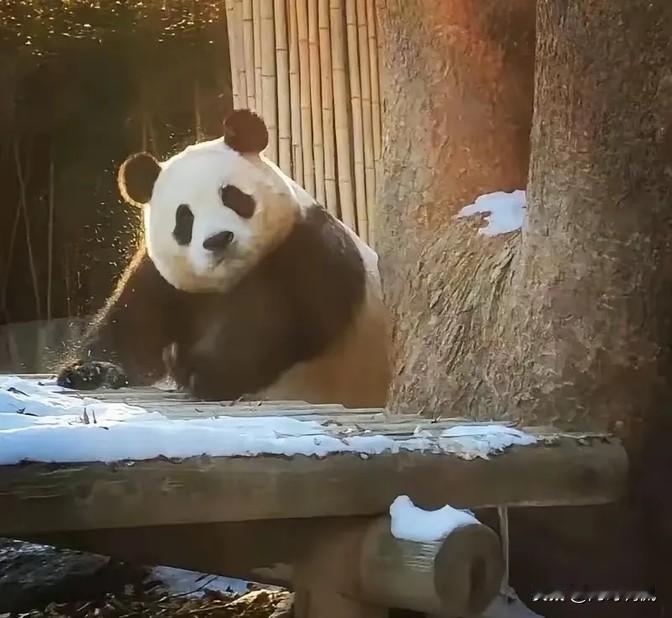 这张照片里的福宝我超喜欢，毛色就像焦糖一样，跟傍晚的太阳特别搭。它长得圆滚滚的，