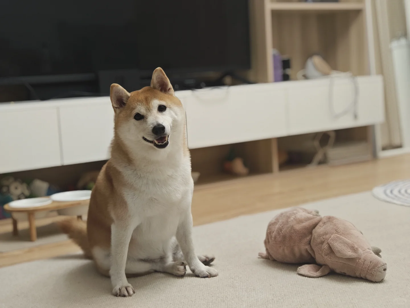 这么漂亮的小狗是谁家的