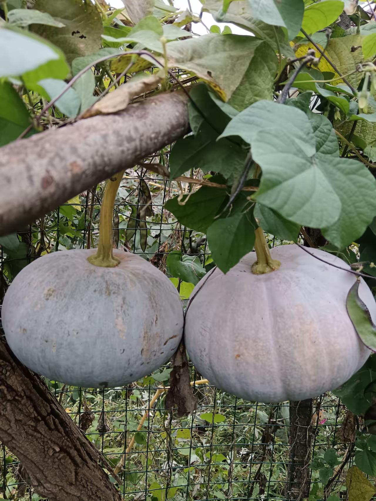 不和你攀比？
咱就每天写俩瓜，挣俩瓜钱，你挣多少钱咱也不眼红，为了身体健康，为了