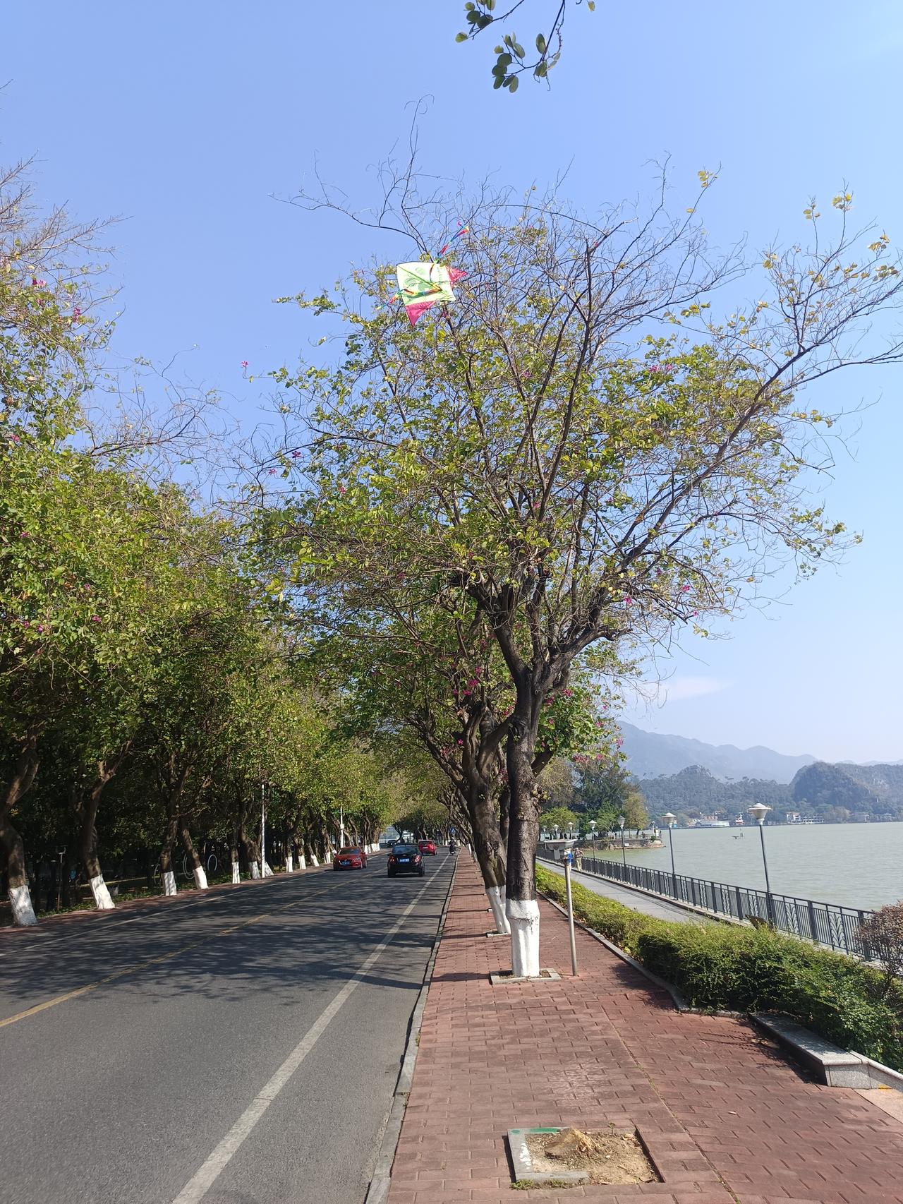 你敢相信吗？
有一只风筝挂在树上很多天了
一直都没人拿，这是怎么回事？